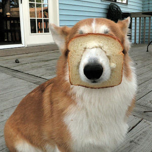 Meet your Posher, Tom